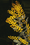 Acacia baileyana 'Purpurea' RCP3-06 040.jpg